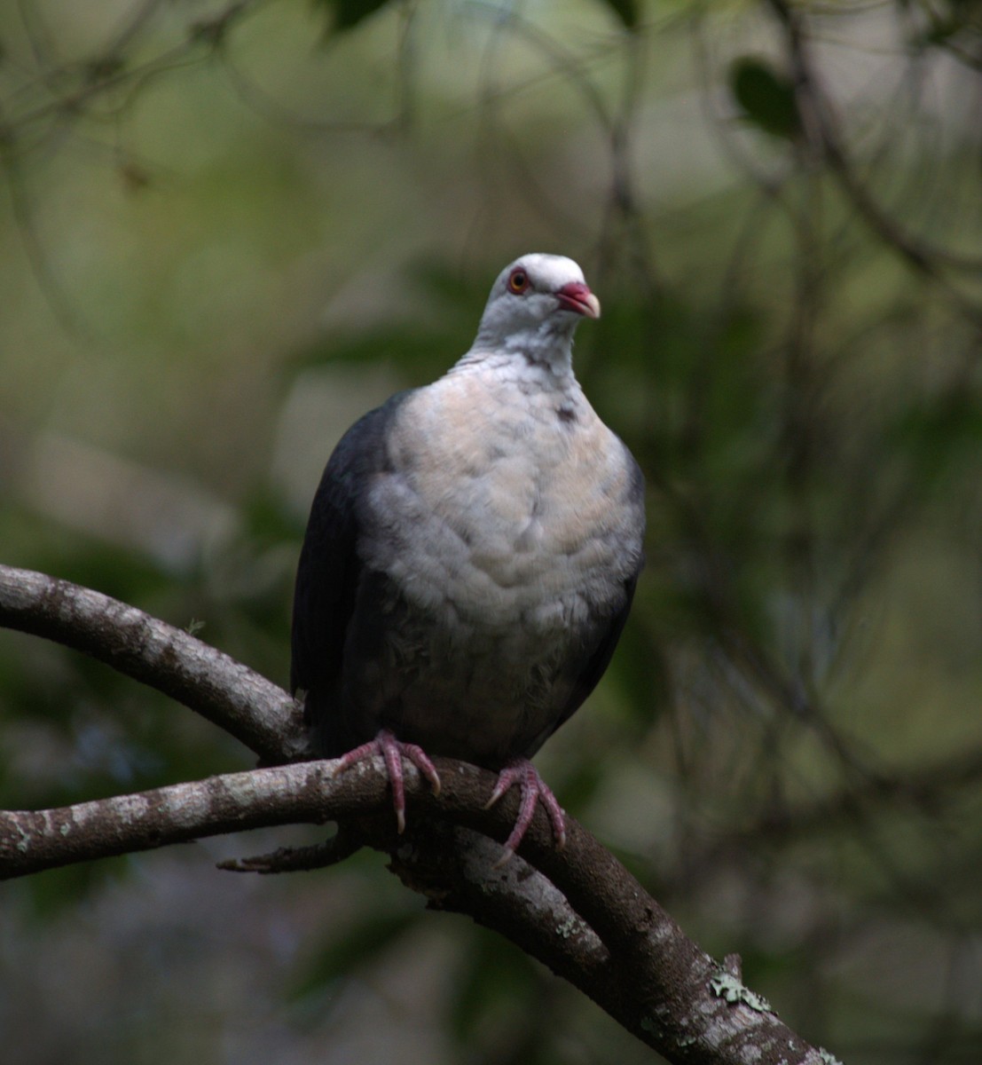White-headed Pigeon - ML544969521
