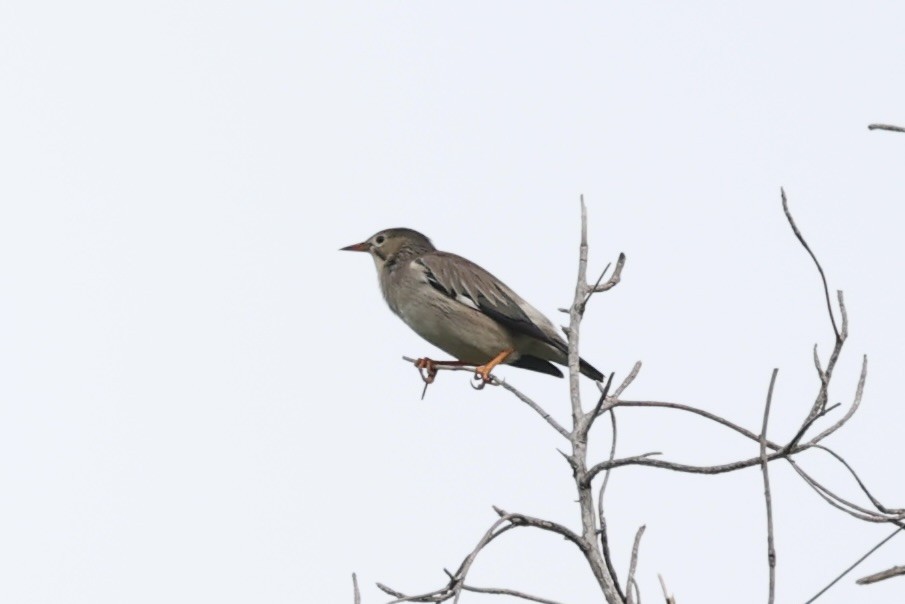 Red-billed Starling - ML544971191