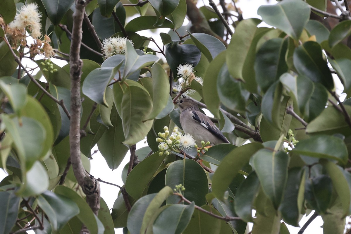 Red-billed Starling - ML544971221