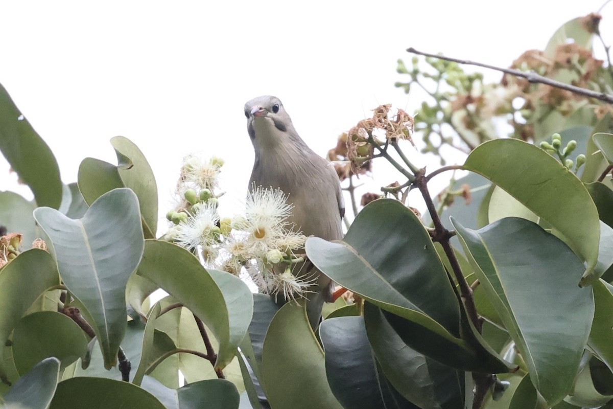 Red-billed Starling - ML544971281