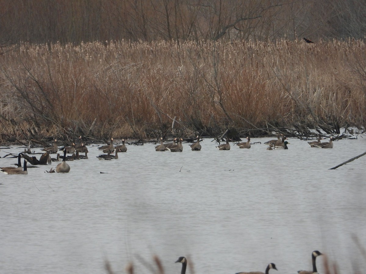 Greater White-fronted Goose - ML544971521