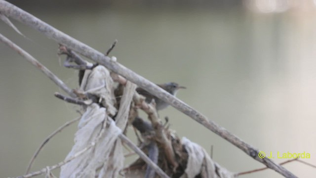 Cetti's Warbler - ML544972451