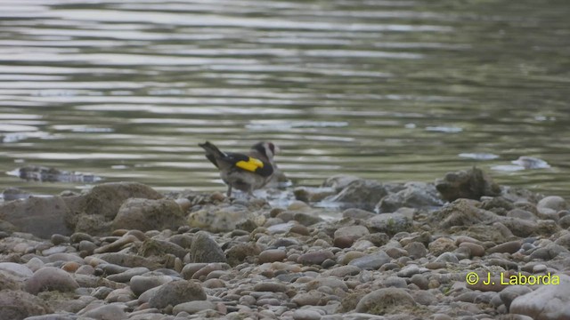 European Goldfinch - ML544972571