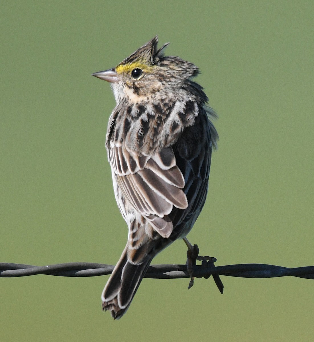 Savannah Sparrow - ML54497281