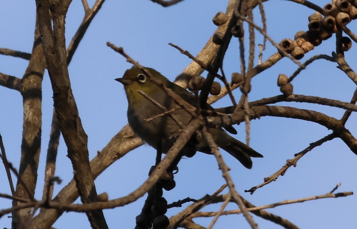 Zostérops à dos gris - ML544973311