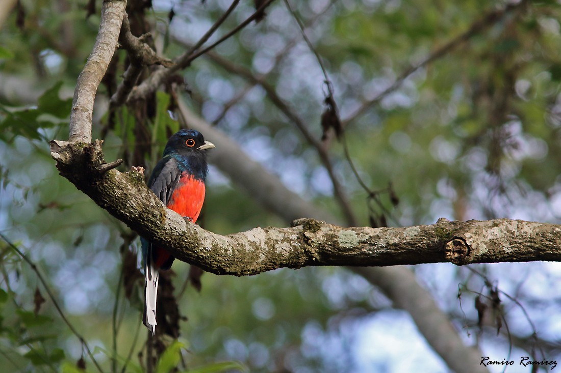 Surucua Trogon - ML544974121