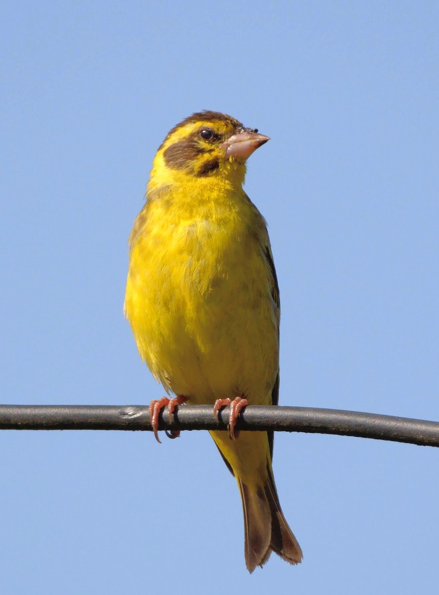 Yellow-breasted Greenfinch - Thrilok Narayanappa