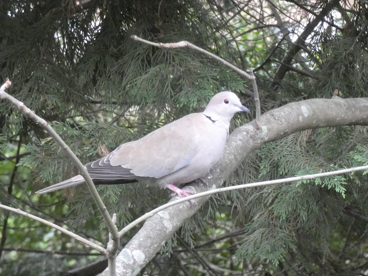 Eurasian Collared-Dove - ML544977291