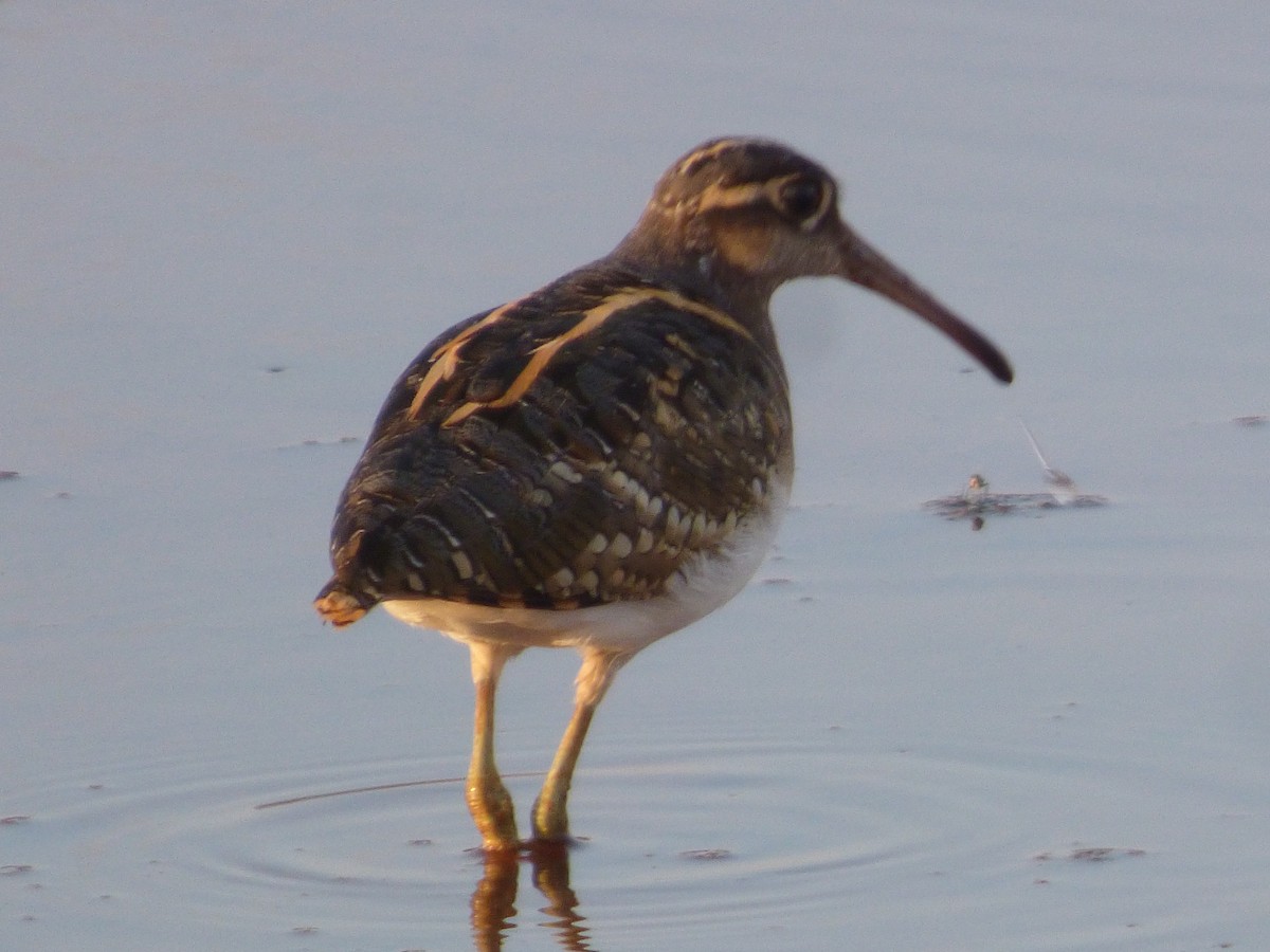 Greater Painted-Snipe - ML544977391