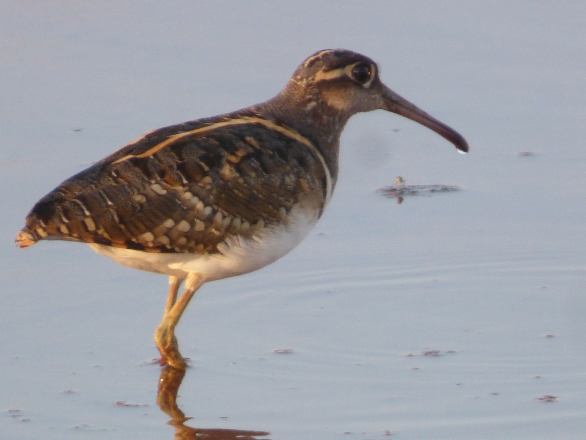 Greater Painted-Snipe - ML544977401