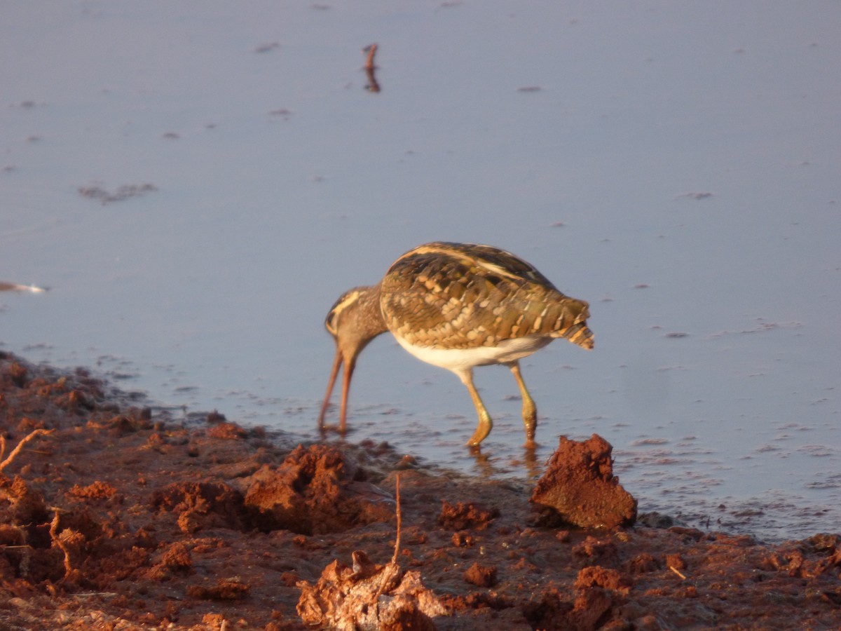 Greater Painted-Snipe - ML544977411