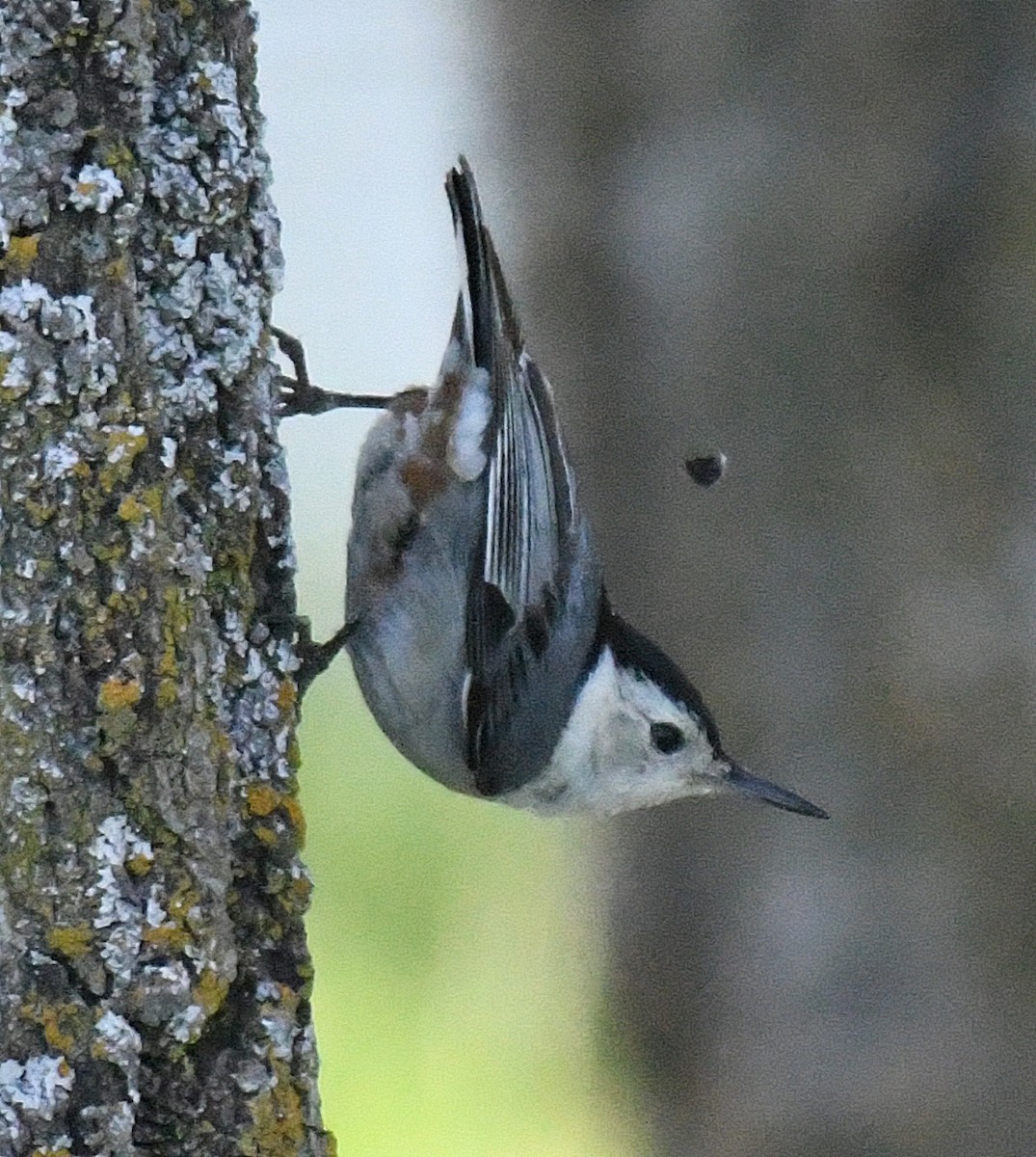 White-breasted Nuthatch - ML54497821