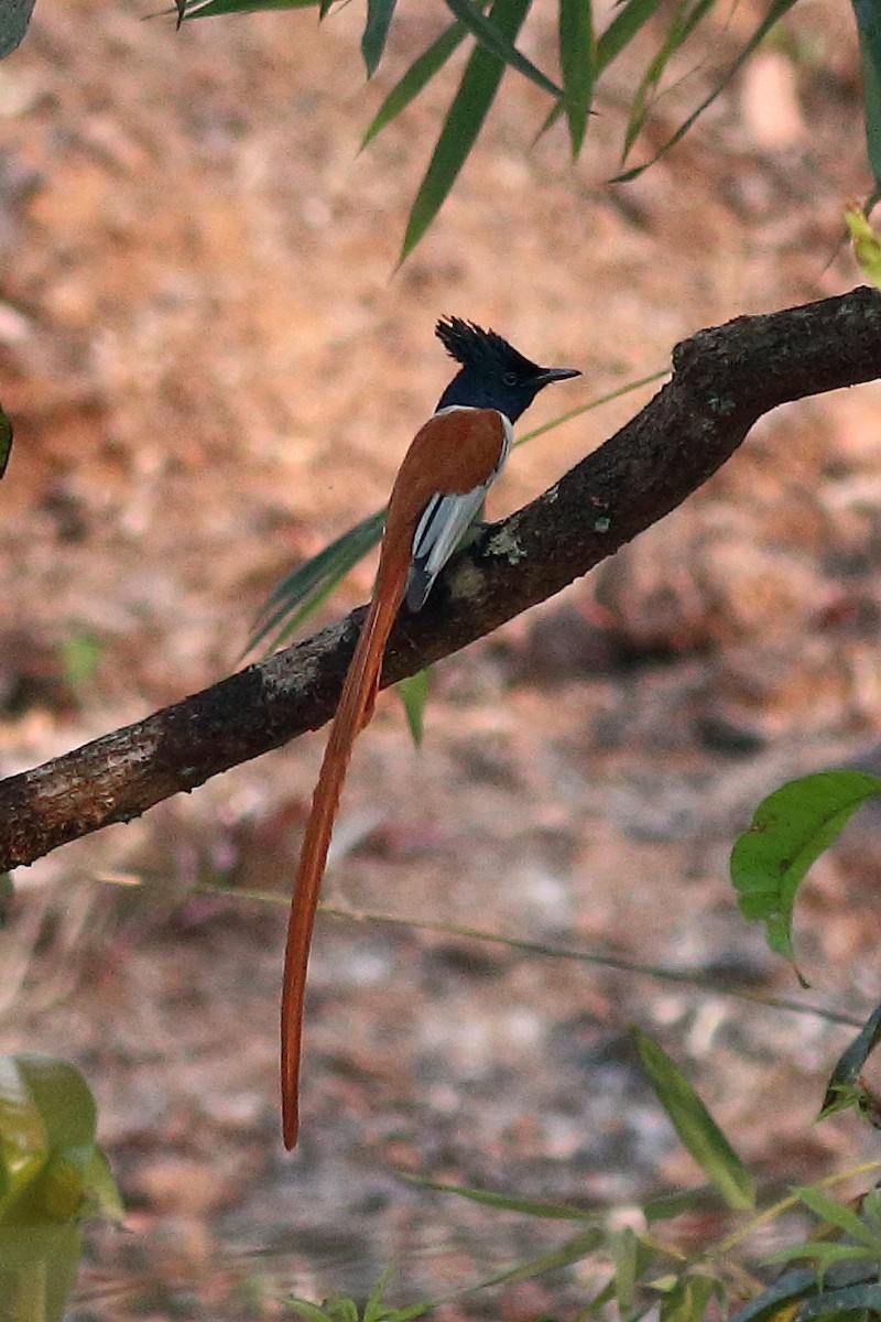 Indian Paradise-Flycatcher - Manjusha Savant