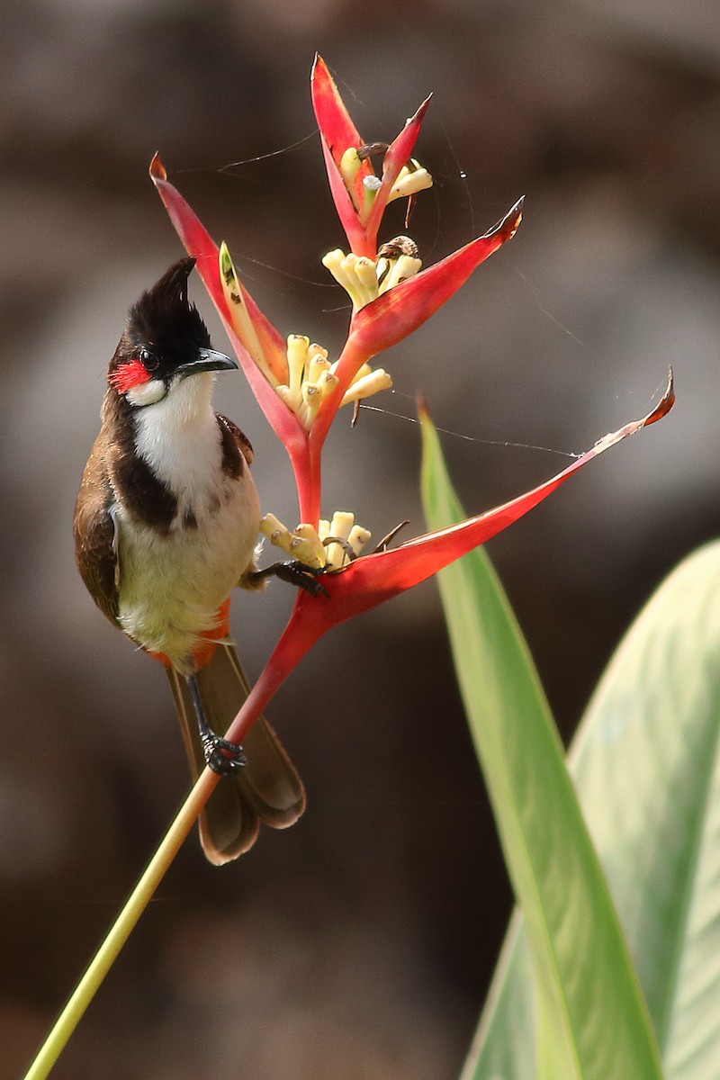 Red-whiskered Bulbul - Manjusha Savant