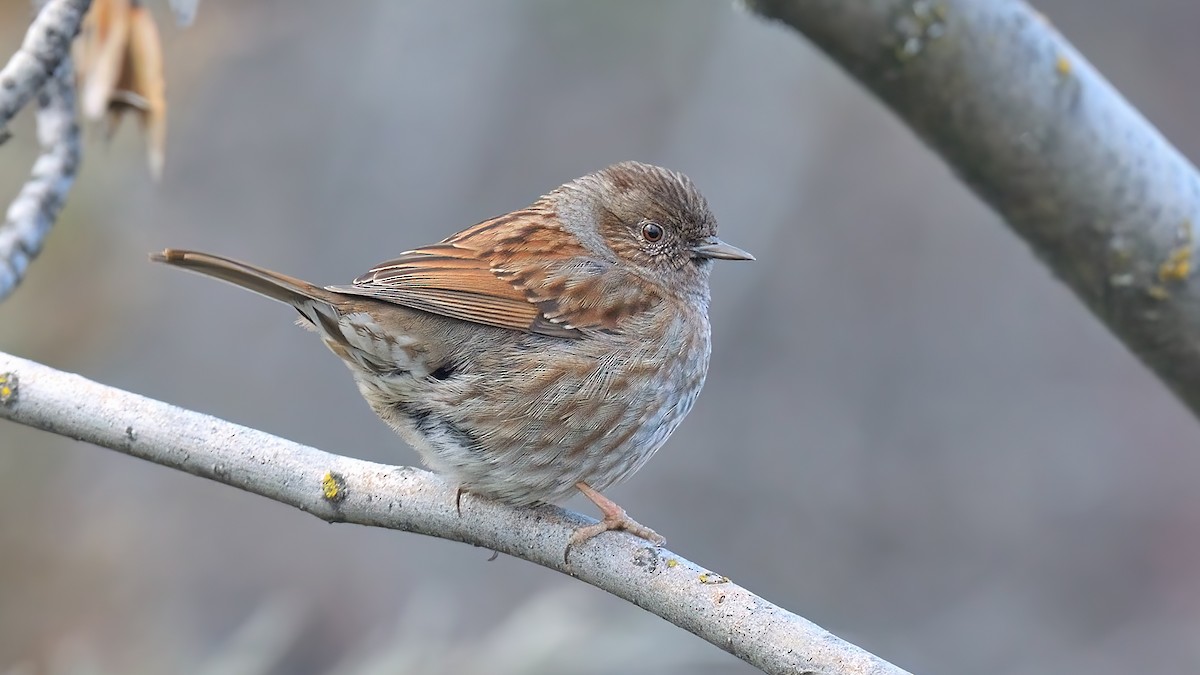 Dunnock - Kuzey Cem Kulaçoğlu