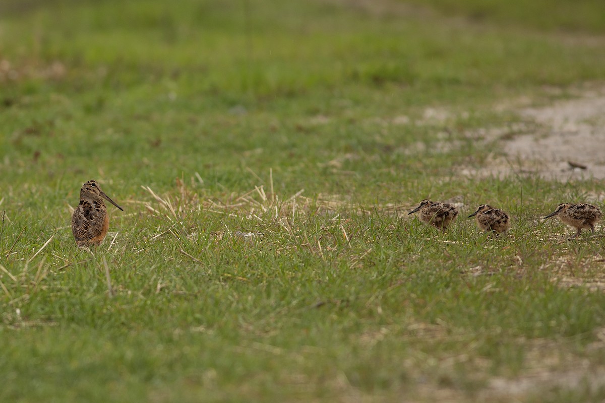 American Woodcock - Martin Wall