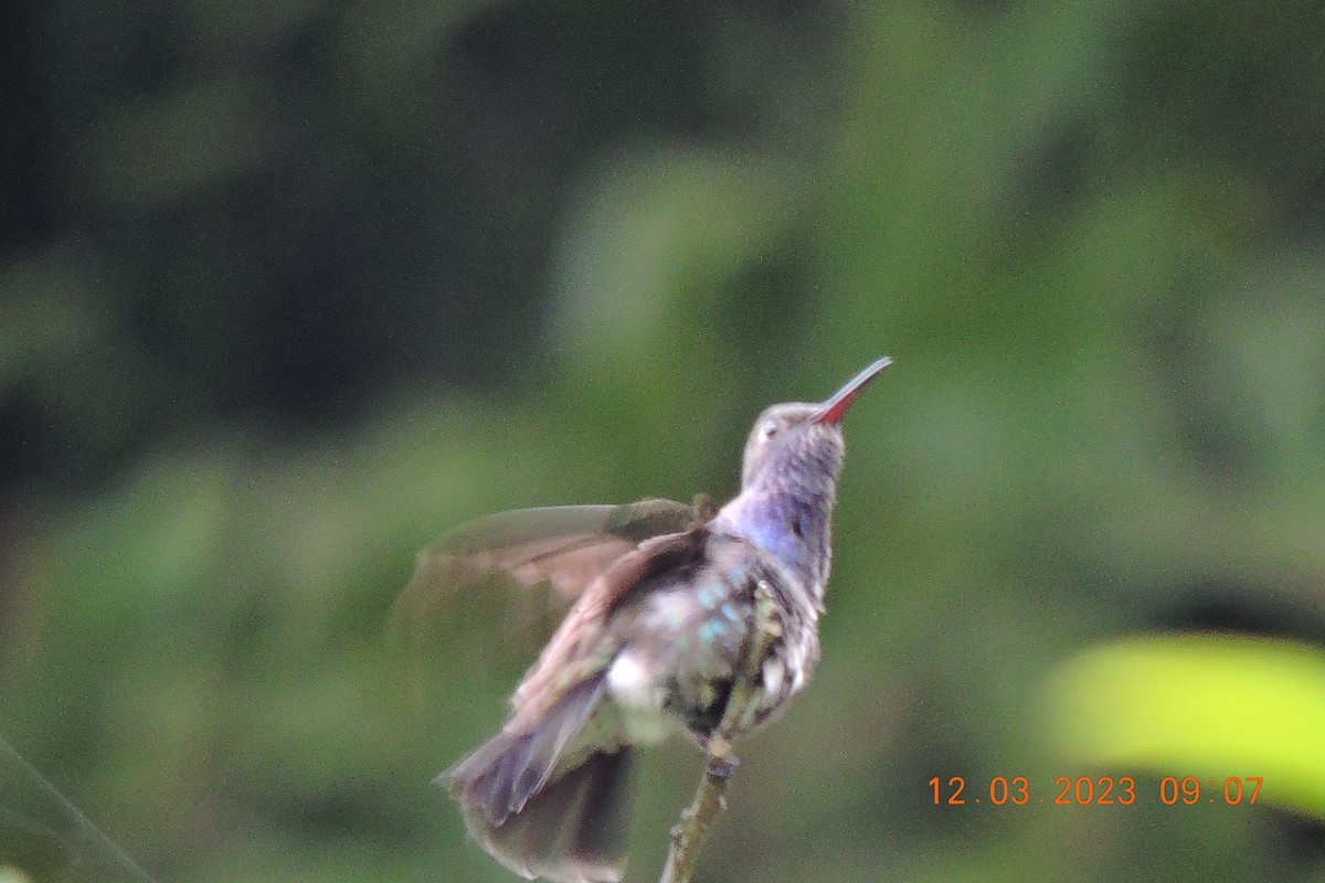 kolibřík safírový - ML544982781