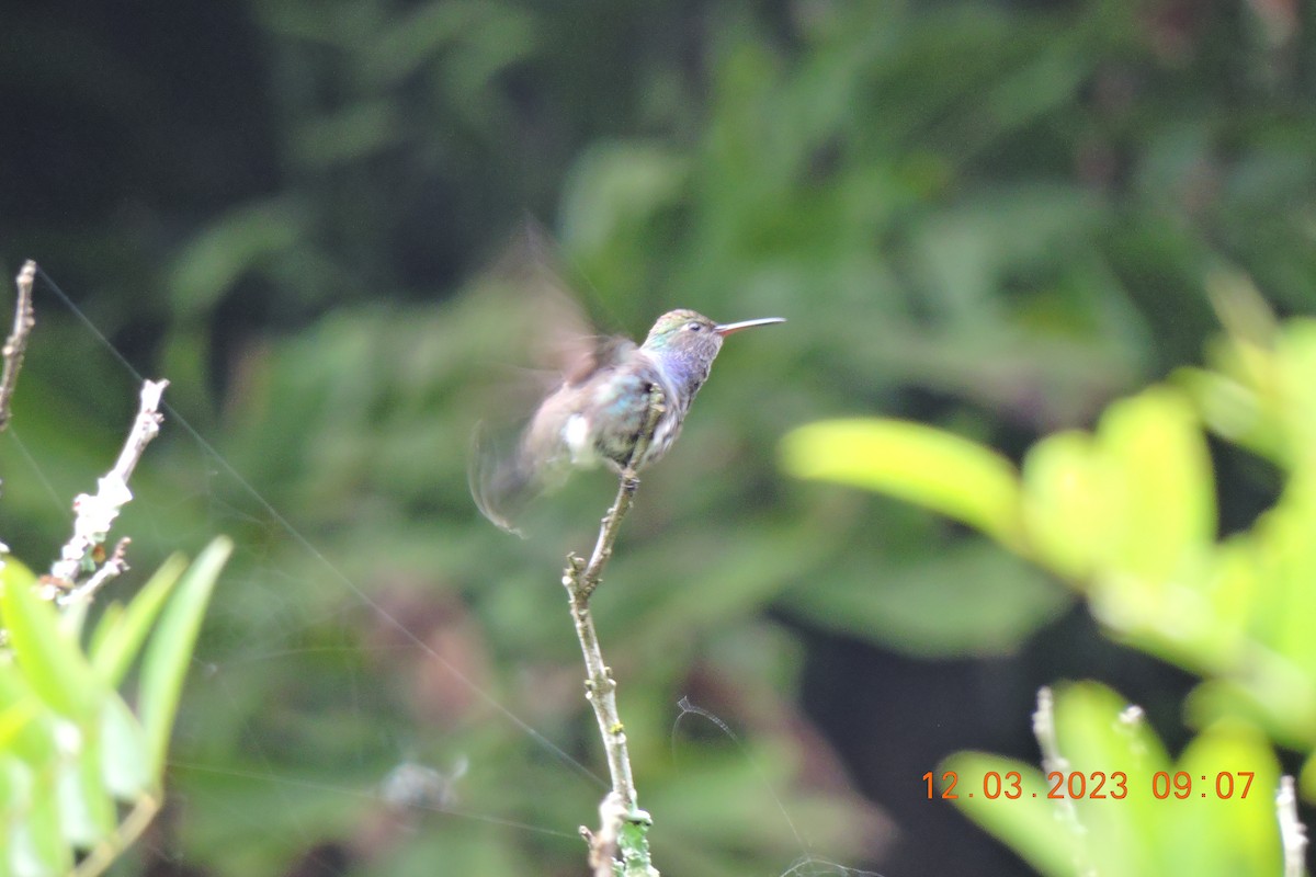 kolibřík safírový - ML544982861