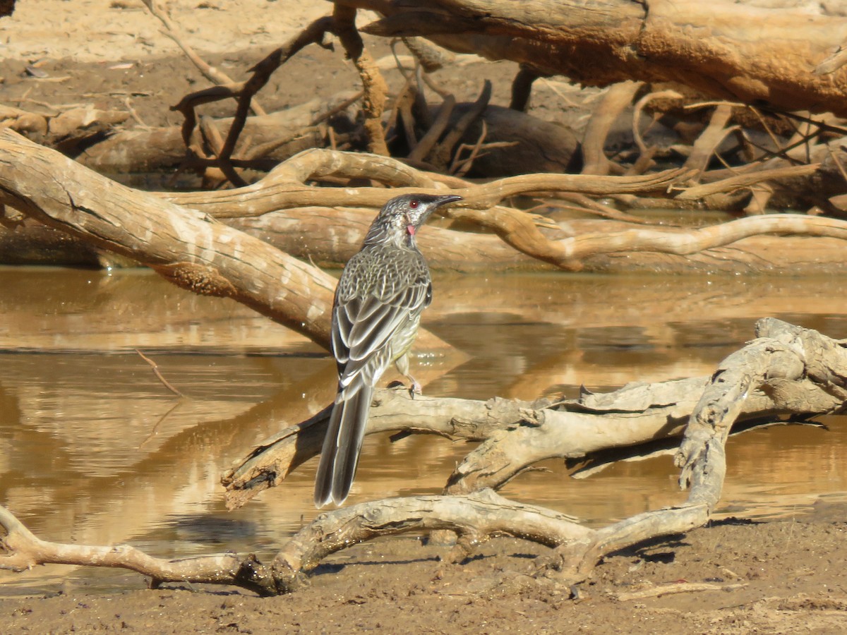 Red Wattlebird - ML544983451