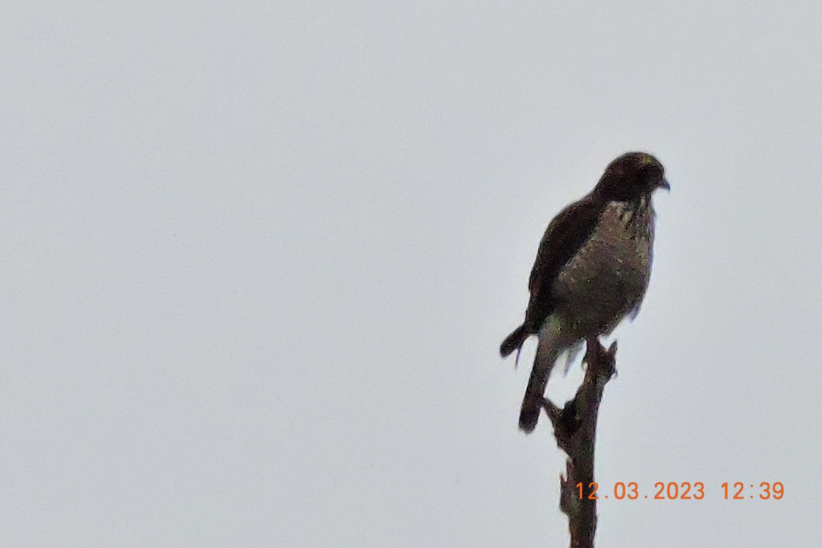 Roadside Hawk - ML544984361