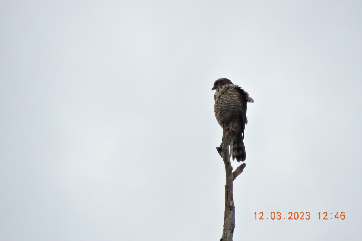 Roadside Hawk - ML544984431