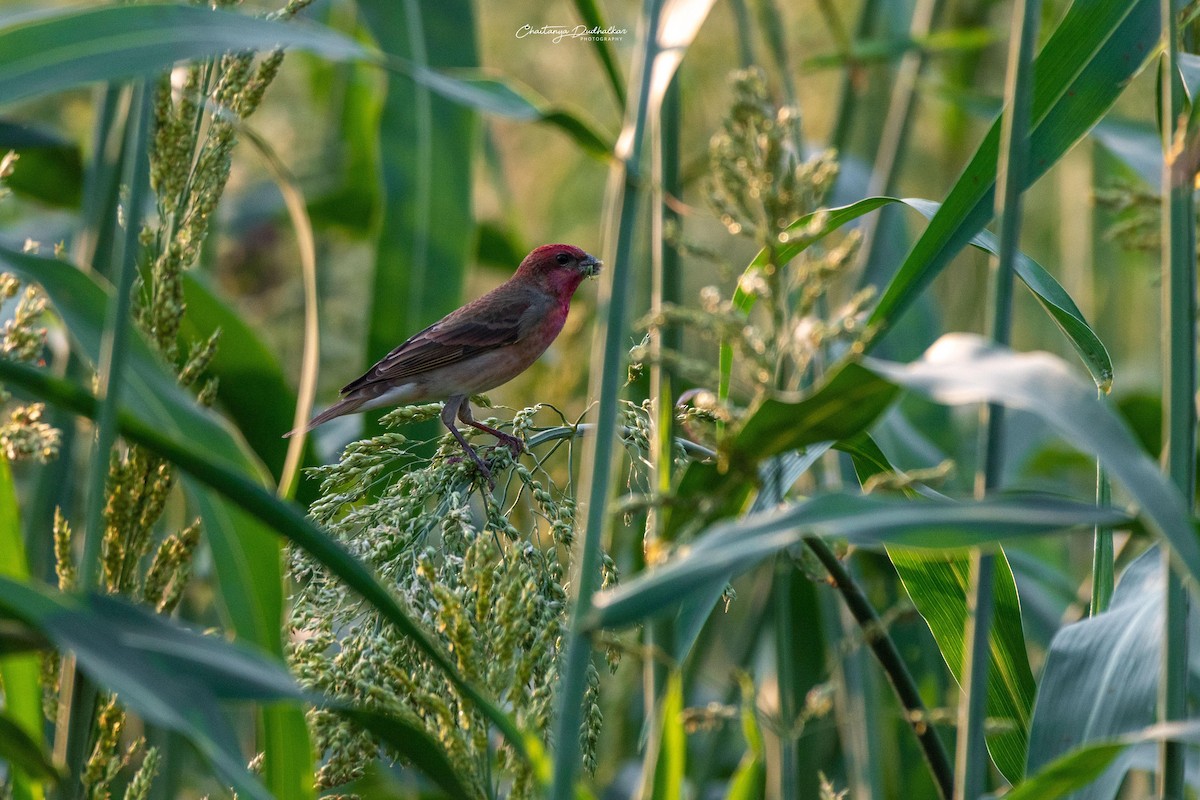 hýl rudý - ML544984731