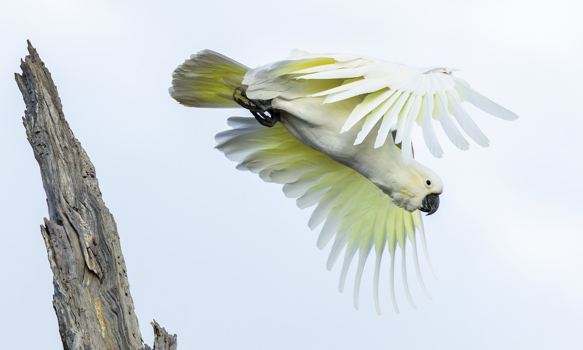 Sulphur-crested Cockatoo - ML544985431