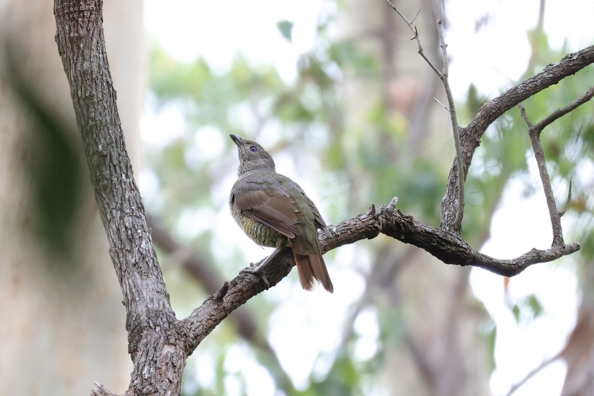 Satin Bowerbird - ML544986651