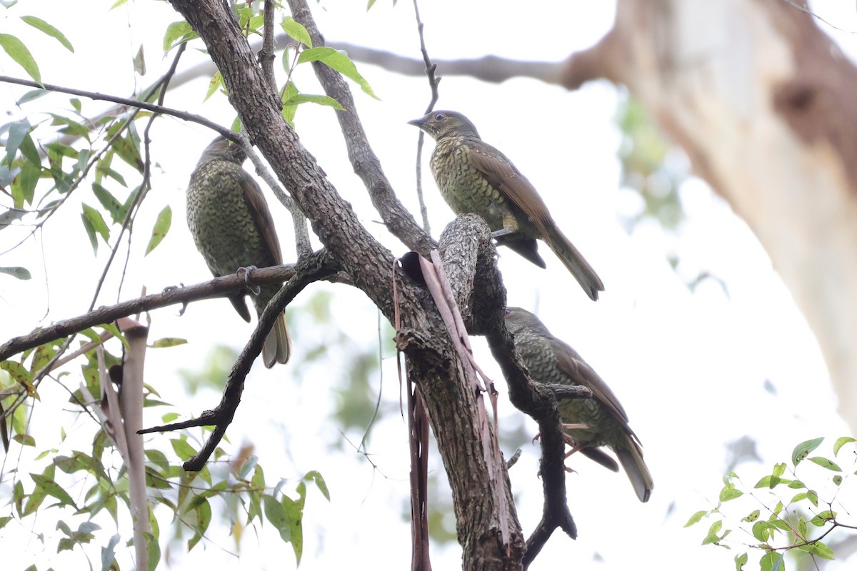 Satin Bowerbird - ML544986661