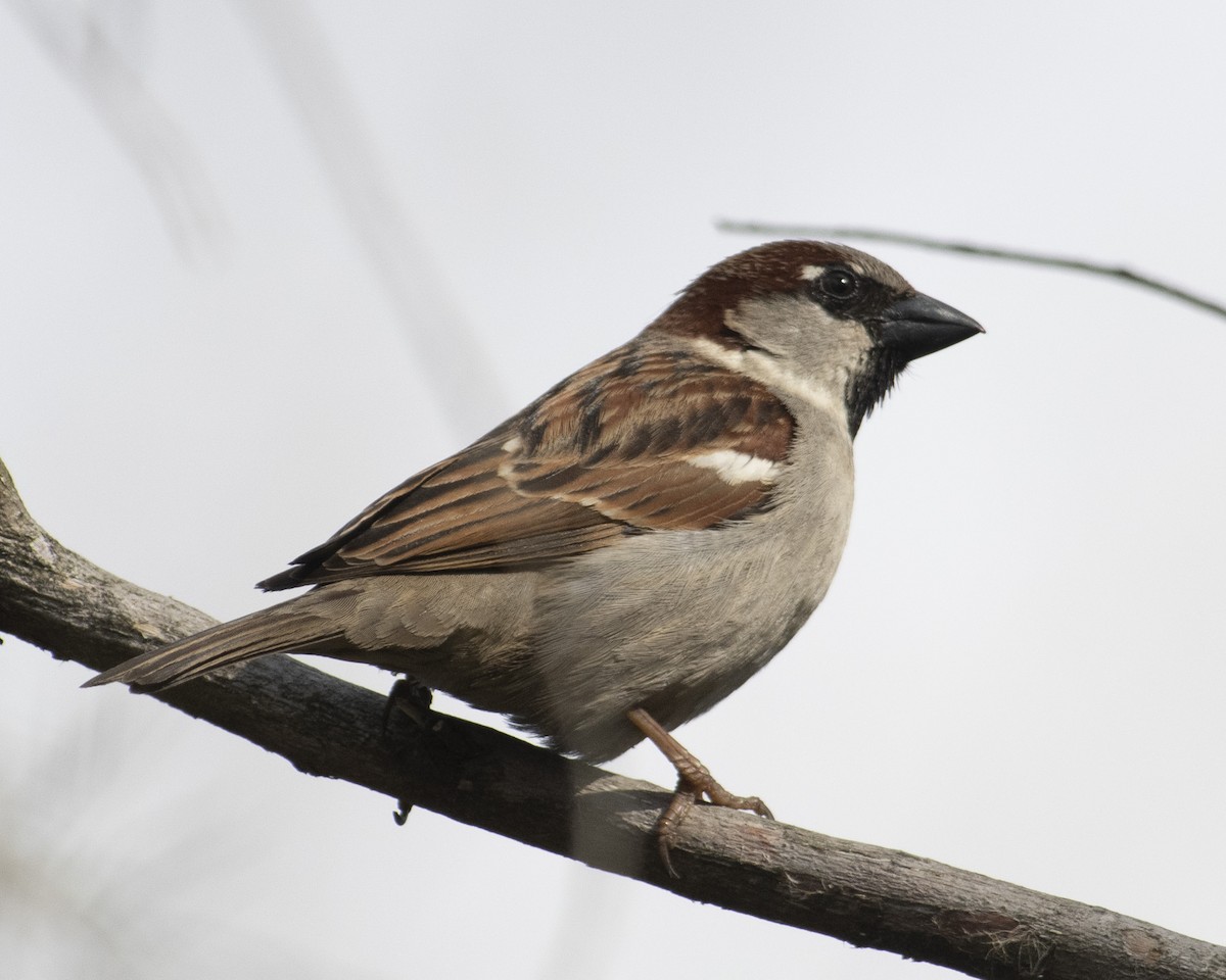 House Sparrow - ML544987501