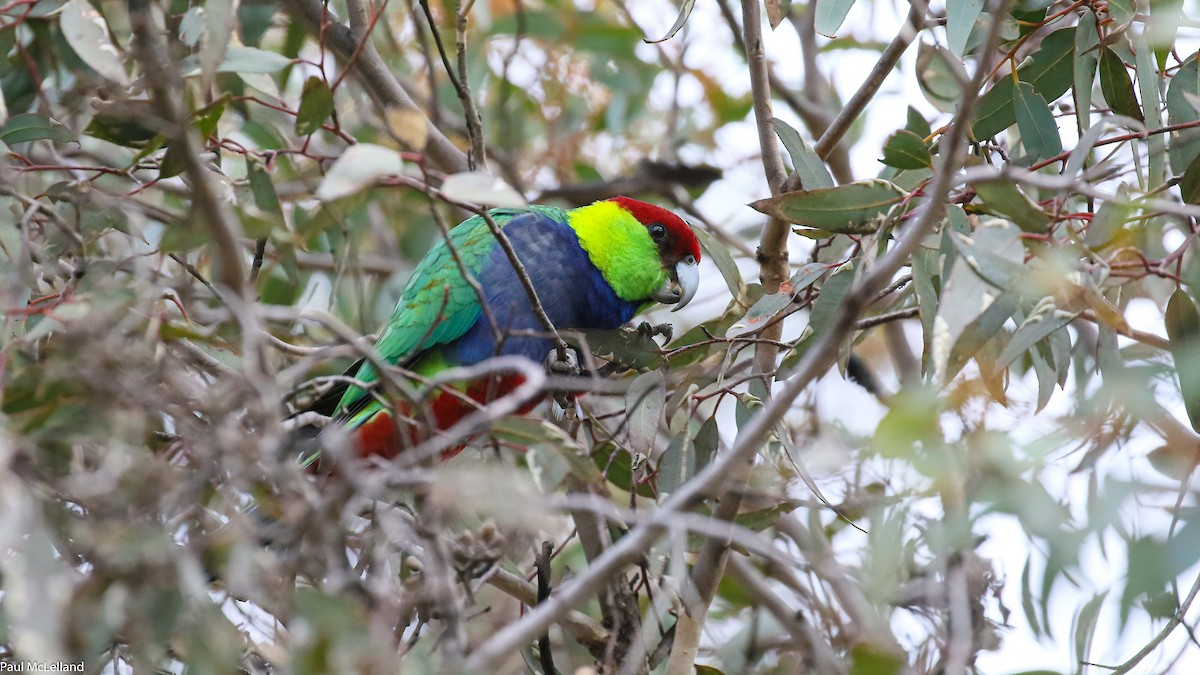 Red-capped Parrot - ML544989791