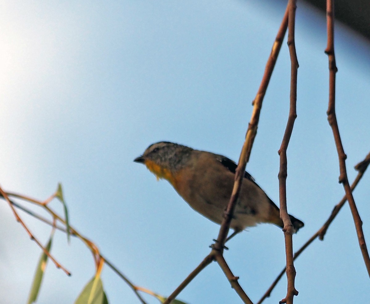 Spotted Pardalote - ML544990331