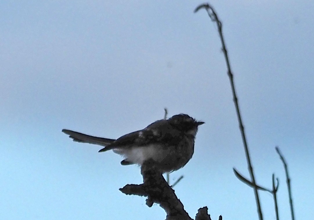 Gray Fantail - Steve Law