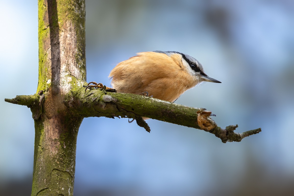 Eurasian Nuthatch - ML544991141