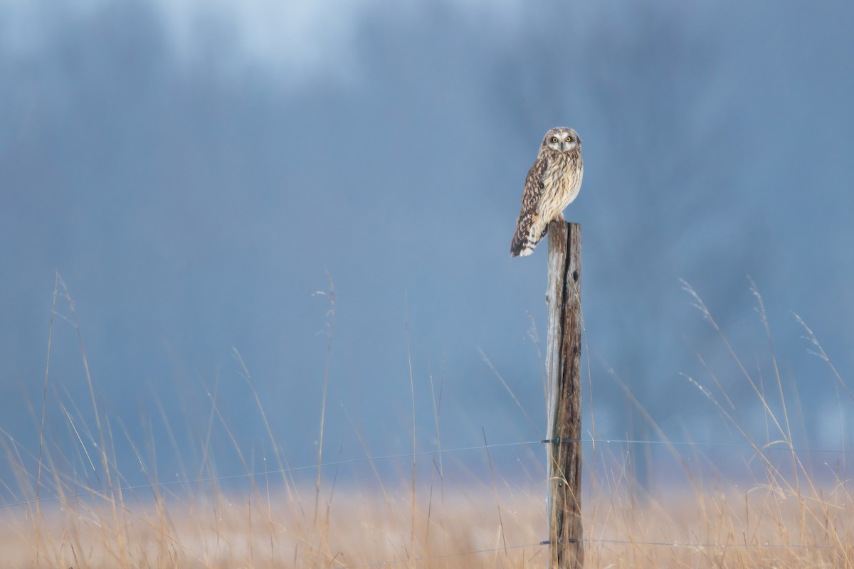 Short-eared Owl - ML544991391