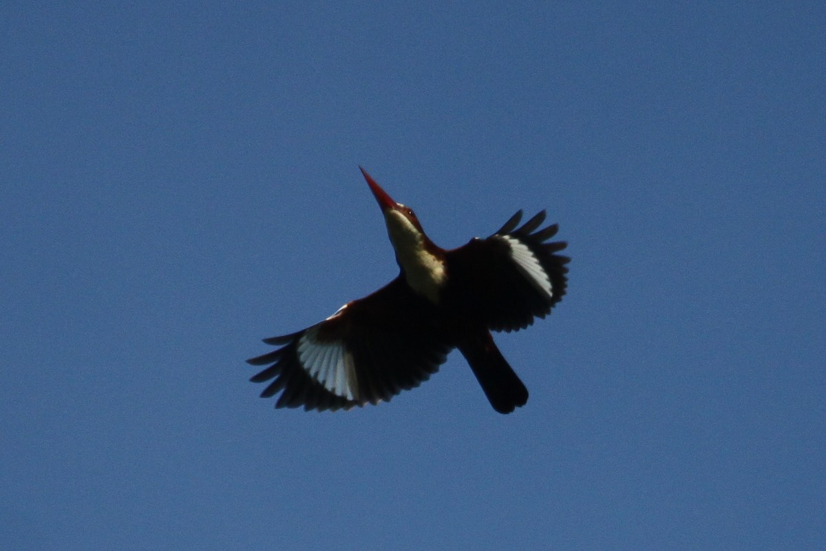 White-throated Kingfisher - ML544992001