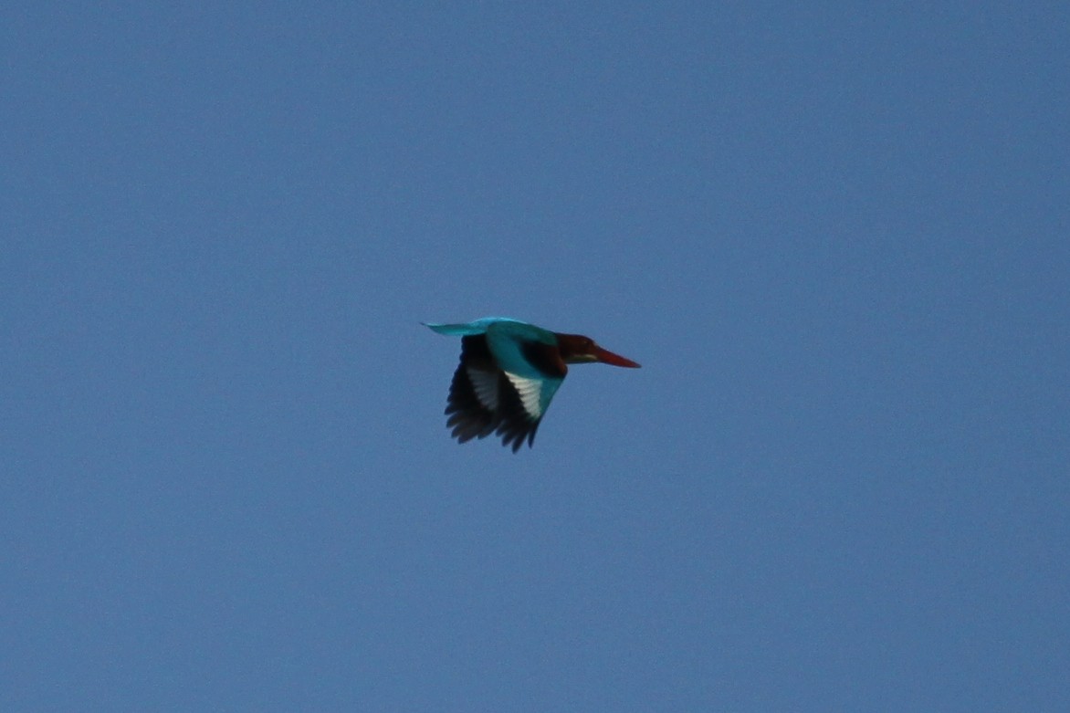 White-throated Kingfisher - Martyn Covey
