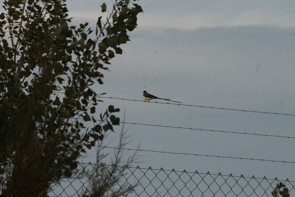 Fork-tailed Flycatcher - ML54499221