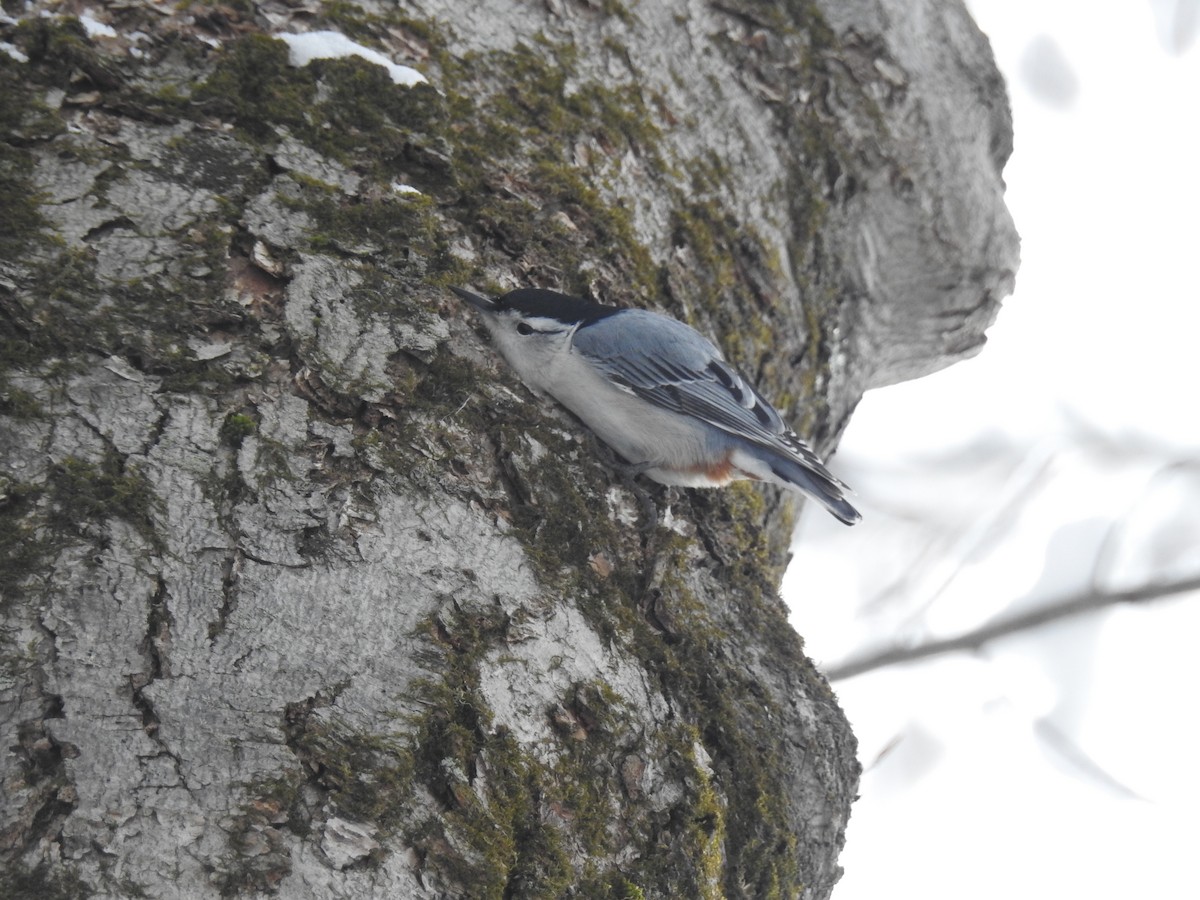 White-breasted Nuthatch - Zena Casteel