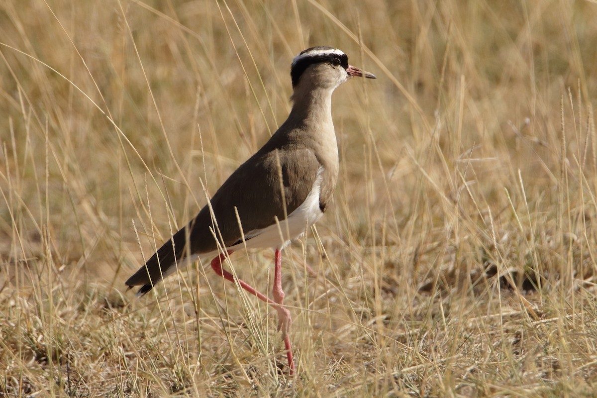 Crowned Lapwing - ML544995431