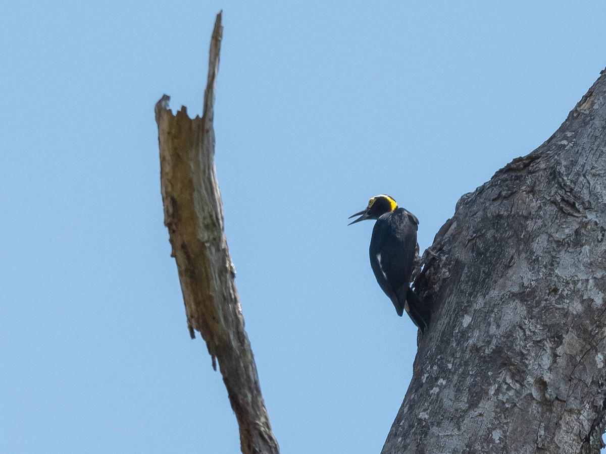 Yellow-tufted Woodpecker - ML544998221