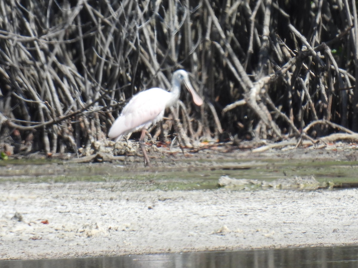 Roseate Spoonbill - ML544998641