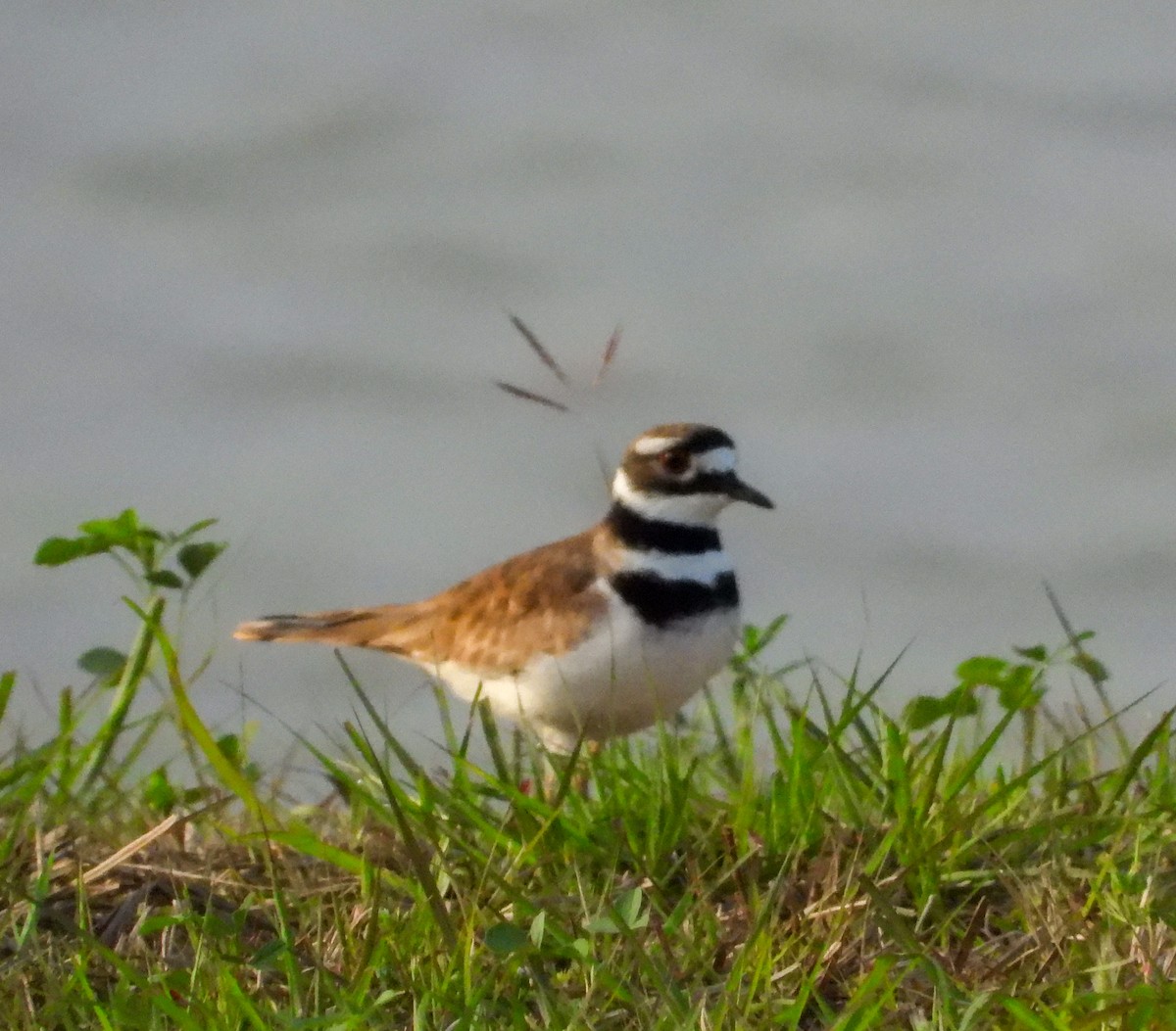 Killdeer - ML544999061