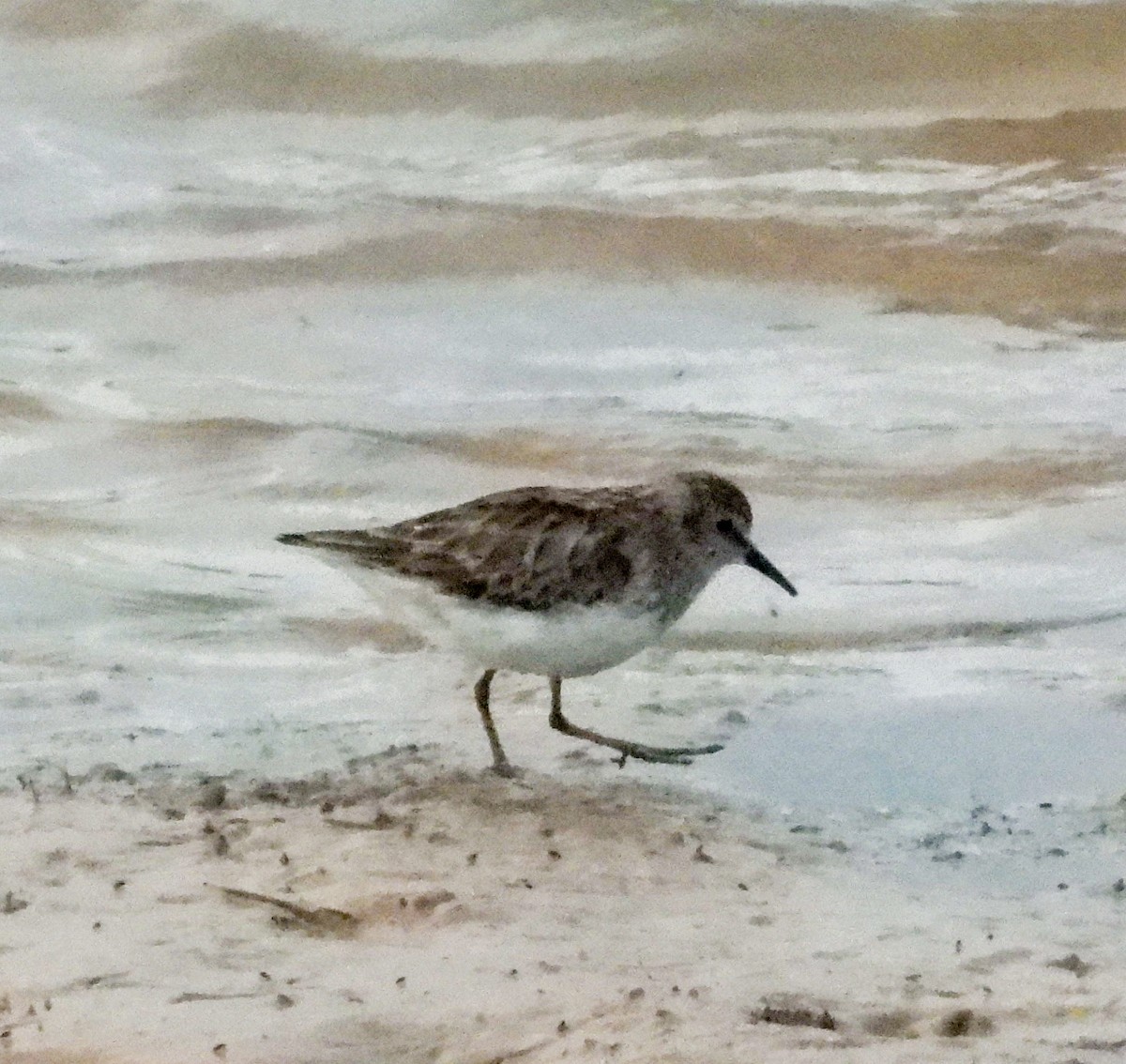 Least Sandpiper - ML544999191
