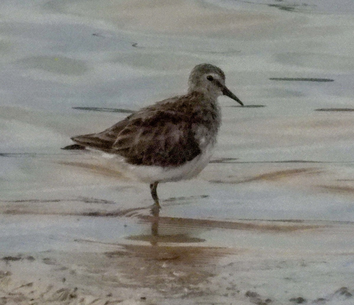 Least Sandpiper - ML544999201