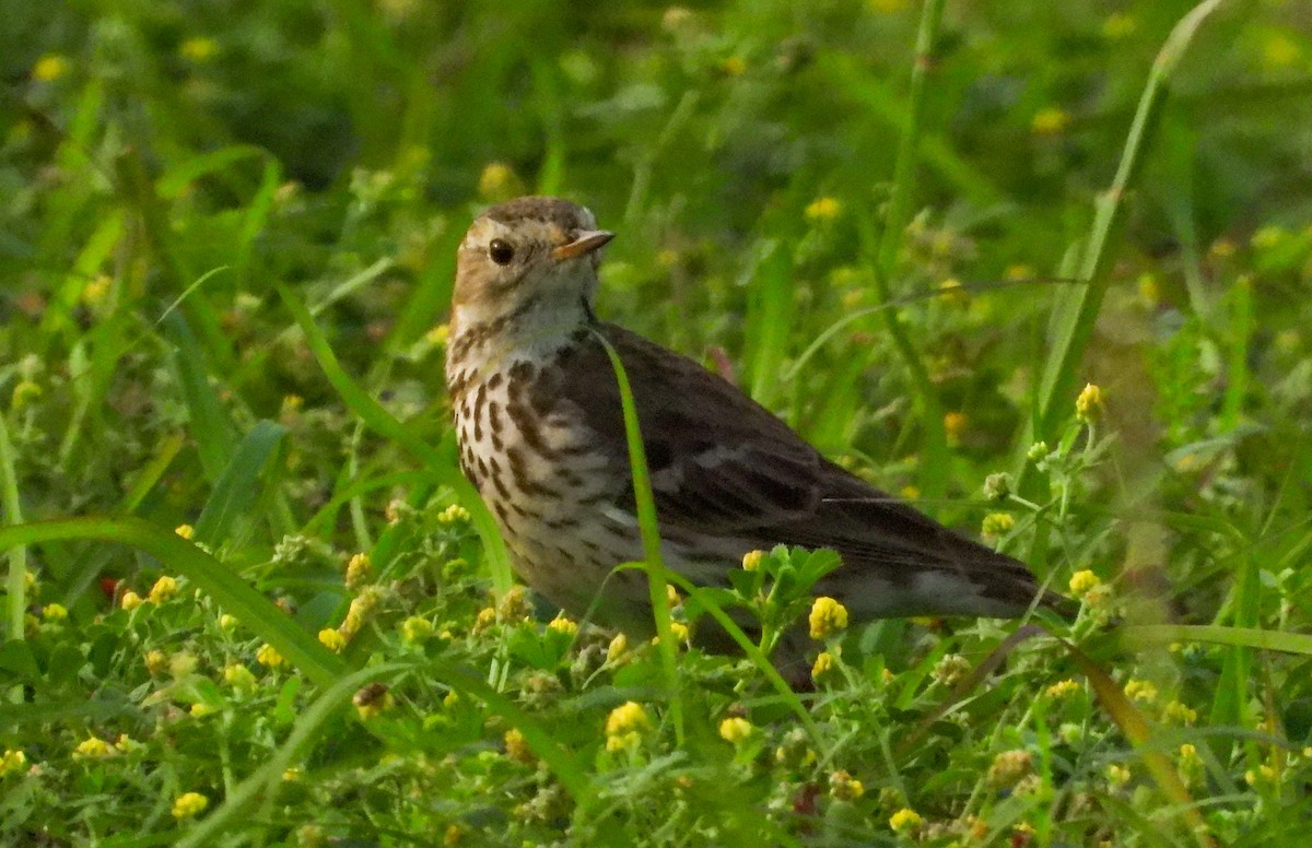 American Pipit - ML544999491