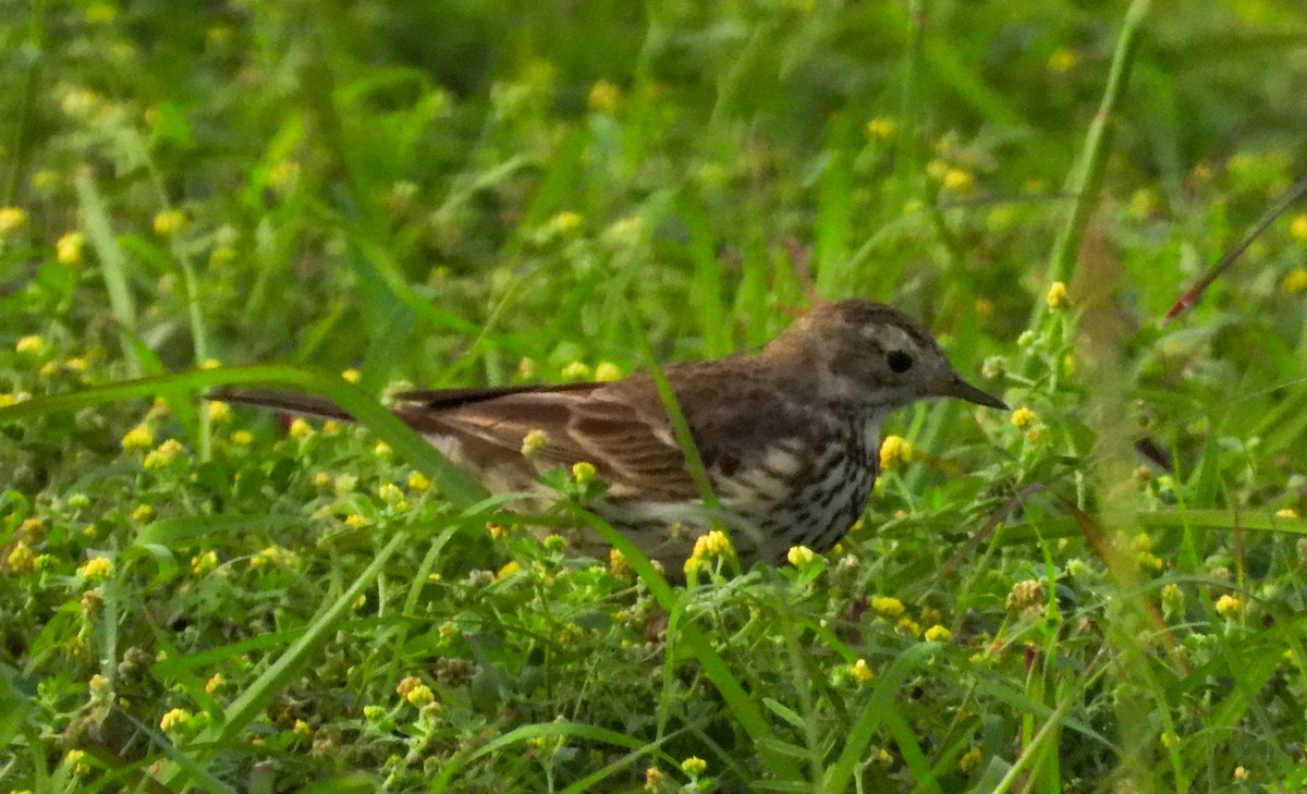 American Pipit - ML544999501