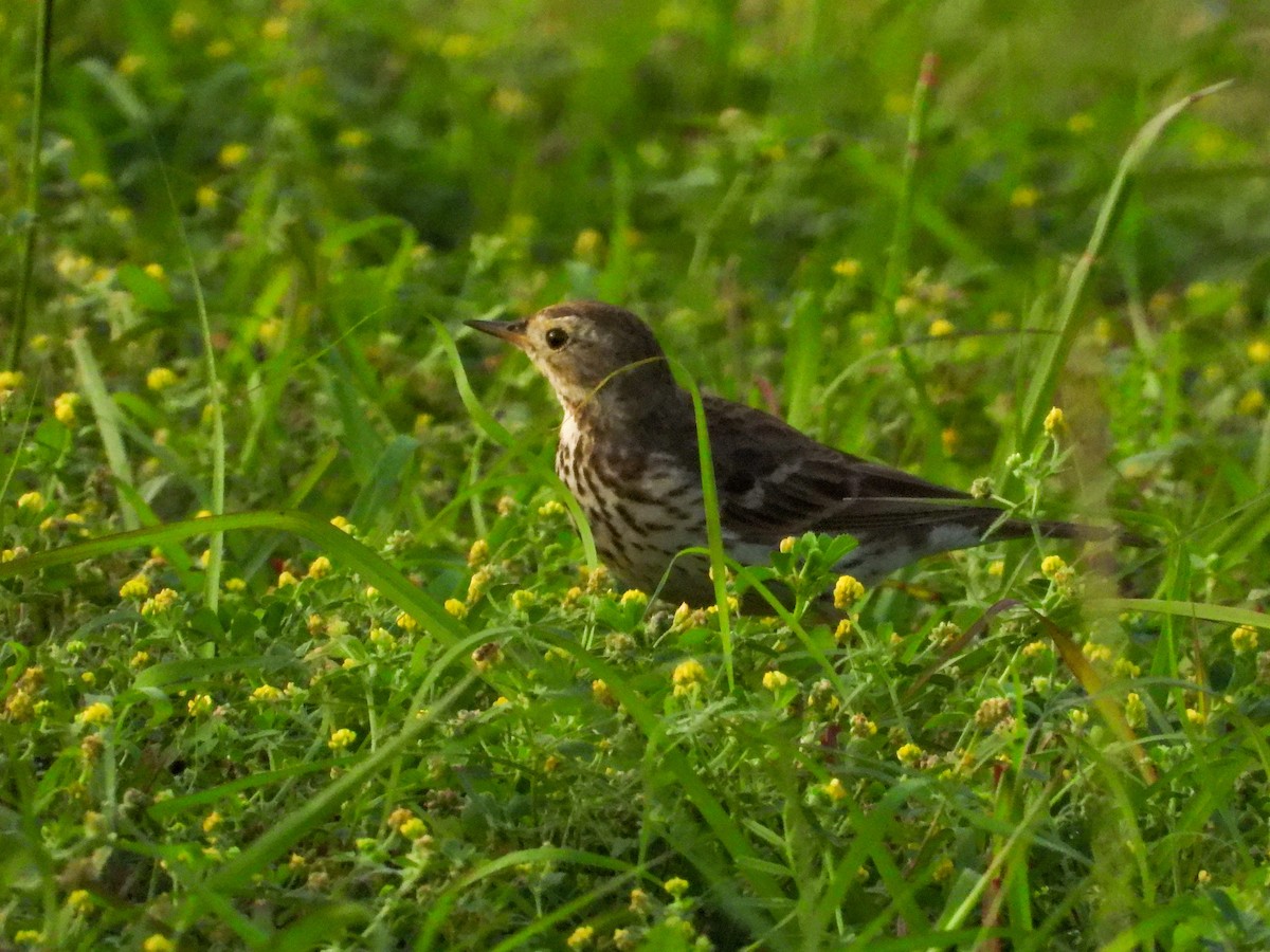 American Pipit - ML544999511