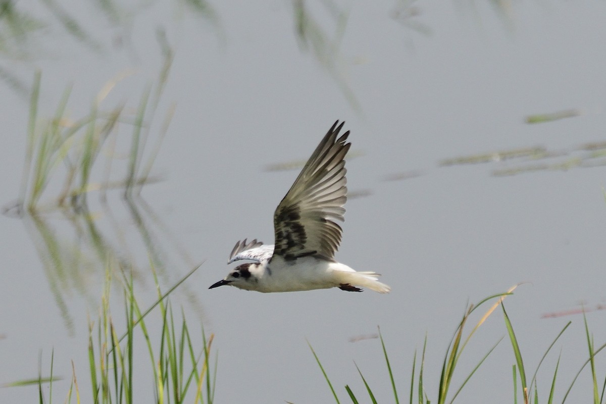 White-winged Tern - ML544999781