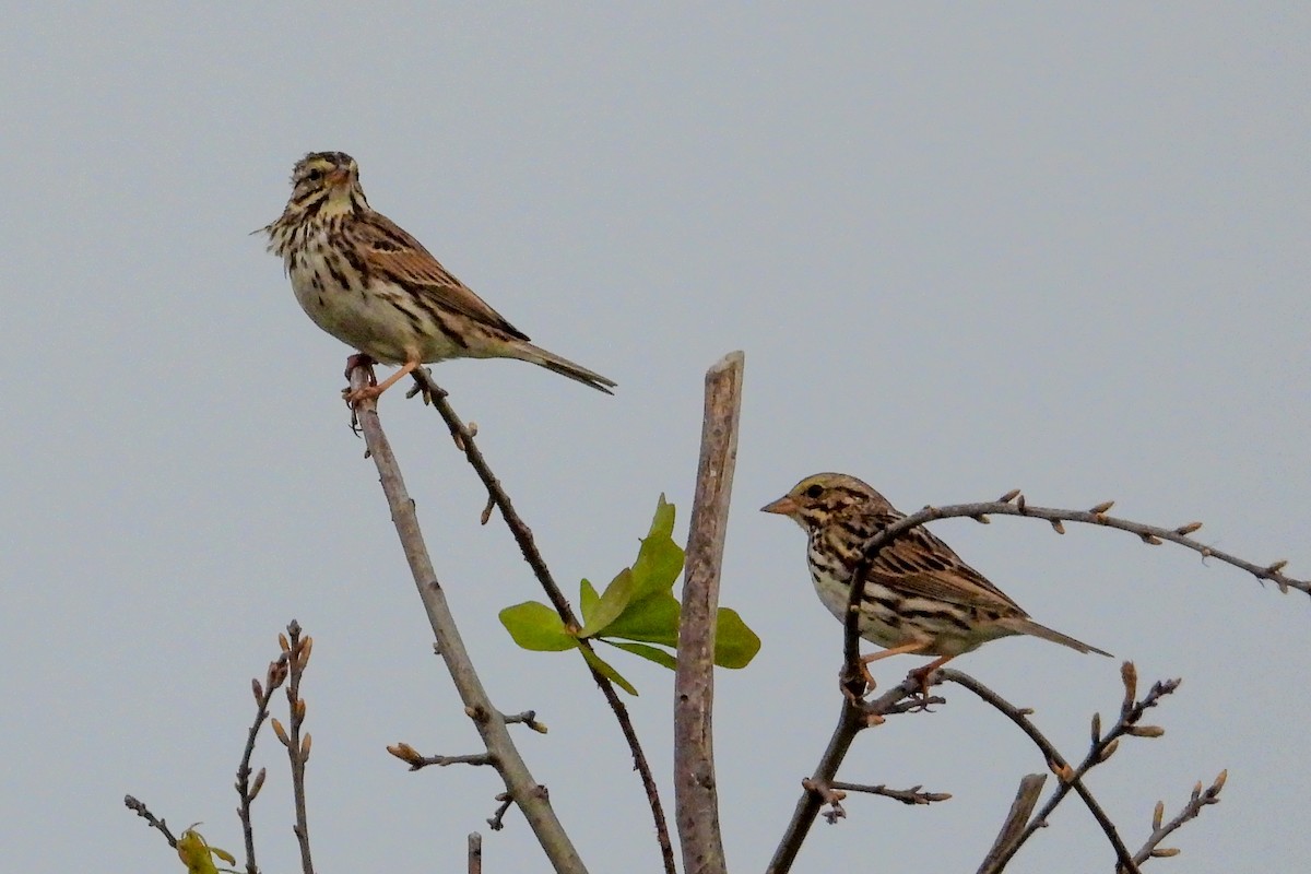 Savannah Sparrow - ML544999811
